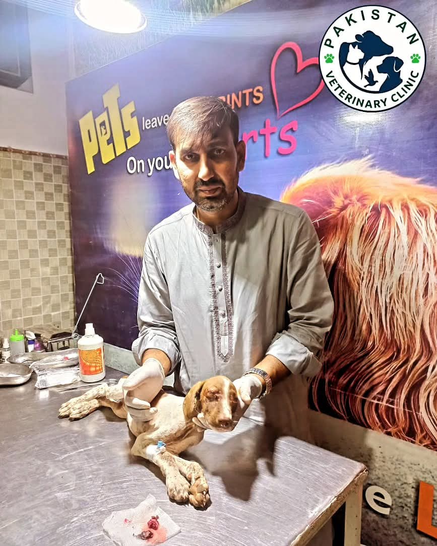 Dr. Adnan treating a hound dog with swollen eye and ear infection