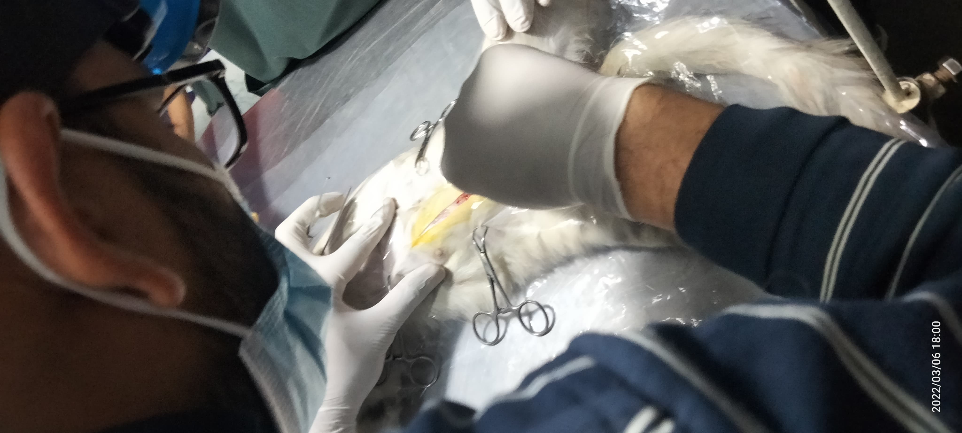 Cat spaying procedure underway